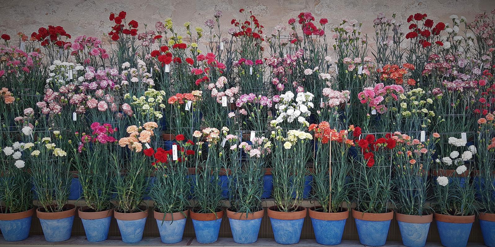Corpus de Sitges, les flors omplen la vila Corpus de Sitges, les flors omplen la vila