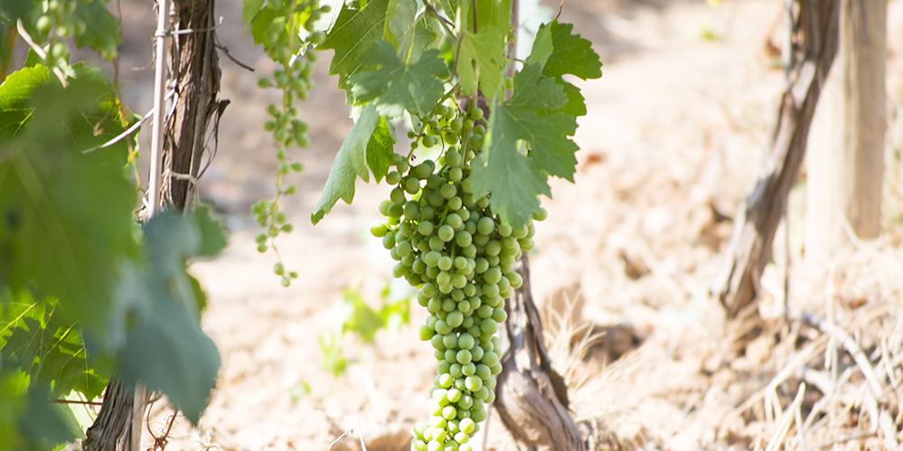 Setmana de la Malvasia