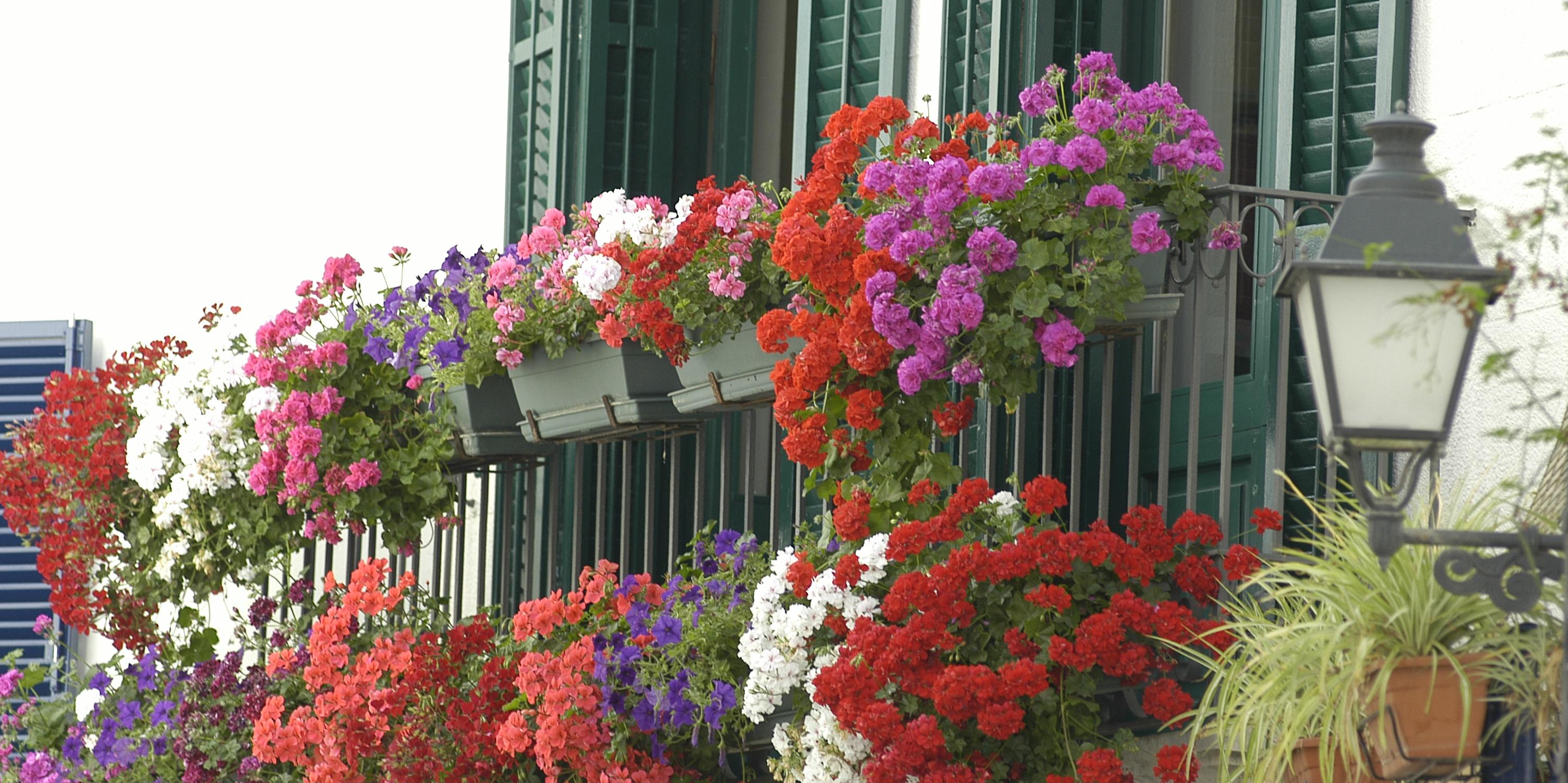 El Corpus vol potenciar el Concurs d’ornamentació floral de balcons i façanes