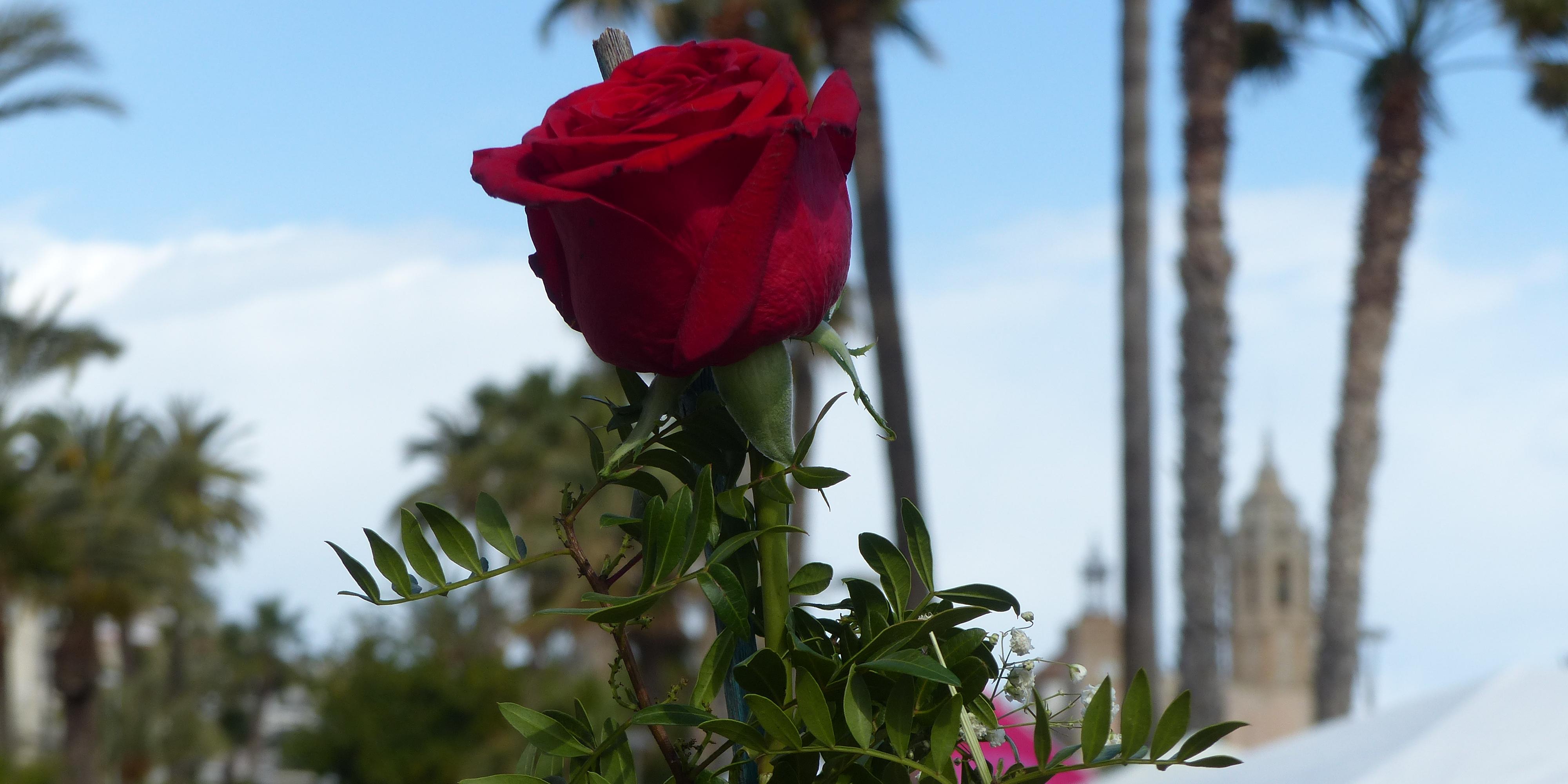 Avui, Sant Jordi!