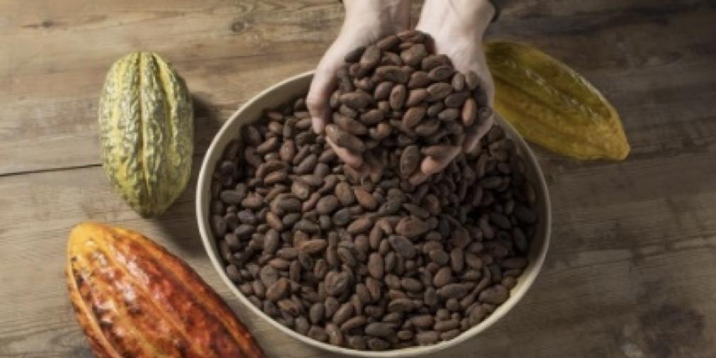 Hora del conte "El viatge del gra de cacau”. Hora del conte "El viatge del gra de cacau”.