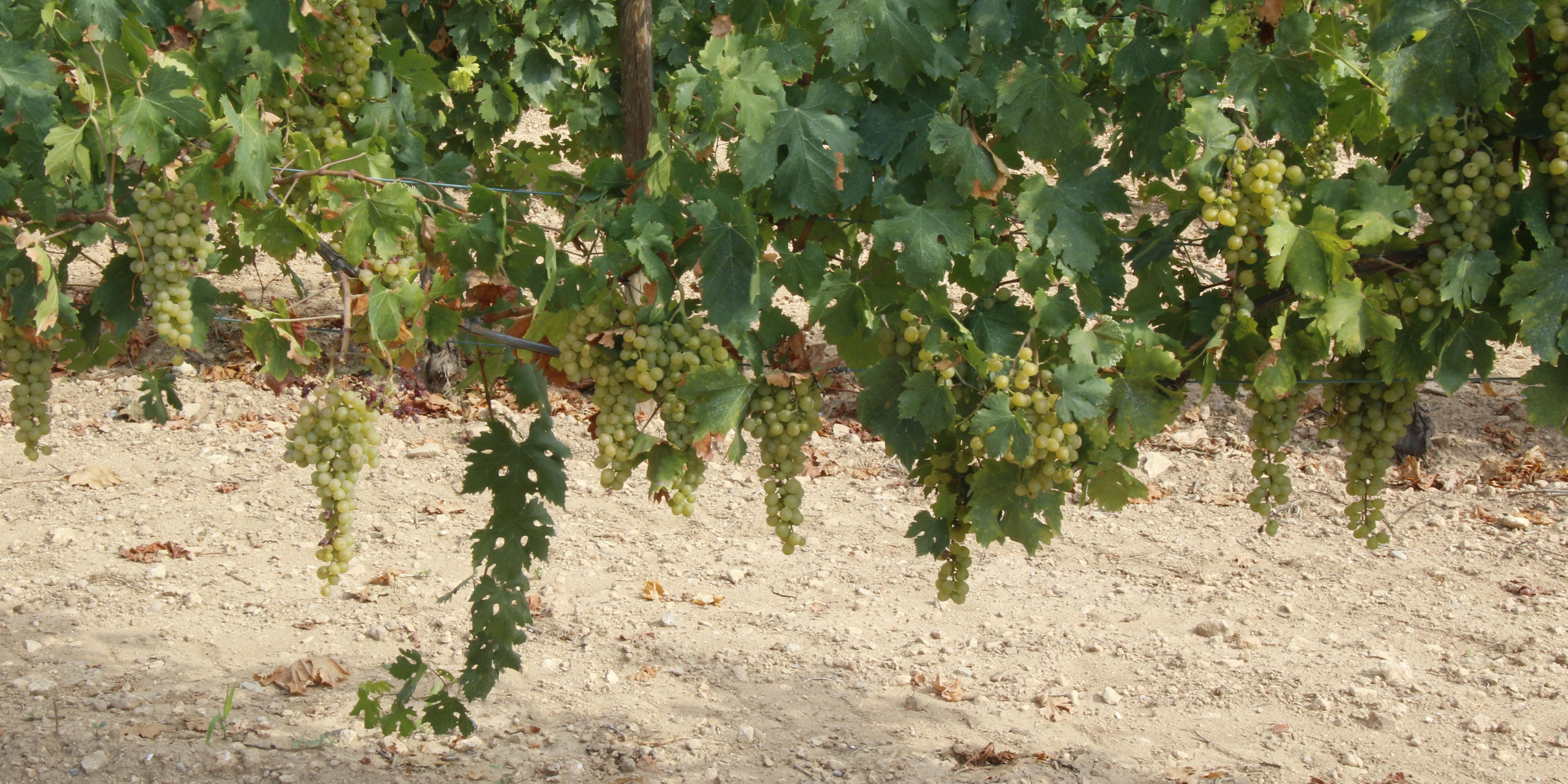 La Setmana de la Malvasia 2025 comença una edició centrada en la vinculació entre l’art i aquesta varietat sitgetana